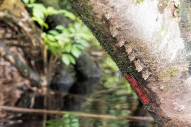 Kosta Rika 'da uzun burunlu yarasa
