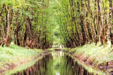 Kosta Rika 'da ormandaki nehir