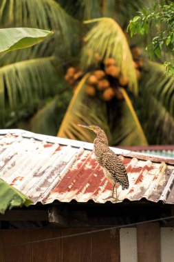 Kosta Rika 'da kaplan balıkçıl
