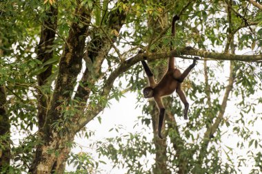 Kosta Rika 'da örümcek maymun