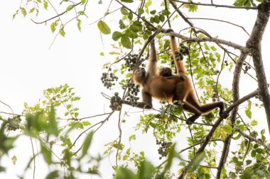 Kosta Rika 'da örümcek maymun ve bebek