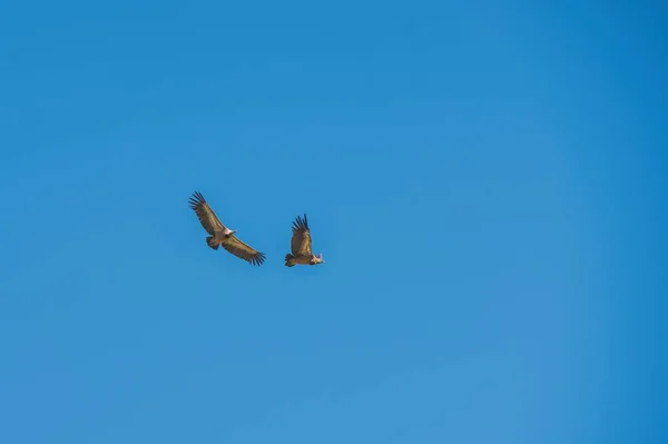 Tawny Vulture Flight Blue Sky — стоковое фото