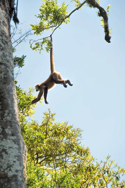 Mono Araña Costa Rica — Foto de Stock