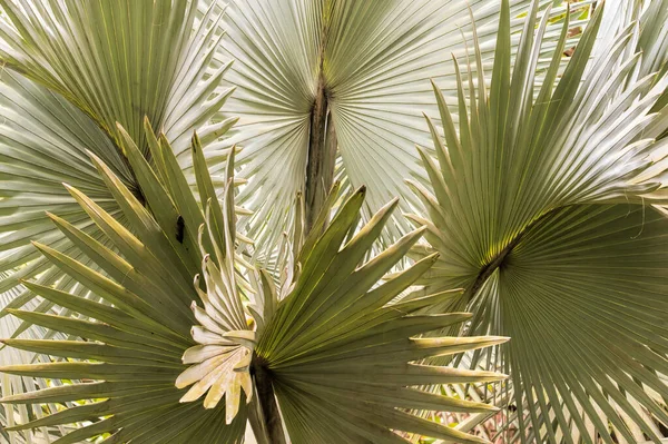 palm leaves in Costa Rica