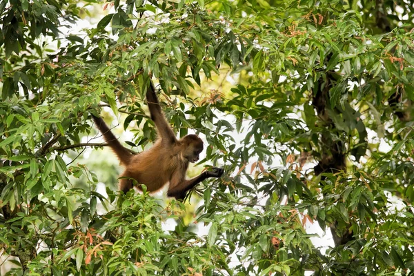 Spinnenaffen Costa Rica — Stockfoto