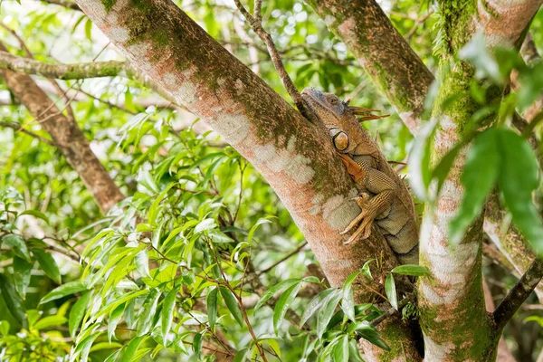 Braun Iguana Costa Rica — Stock Photo, Image