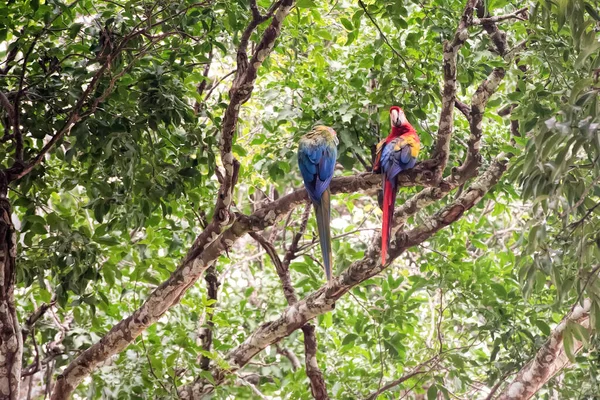 Macaw Bird Costa Rica — Stock Photo, Image