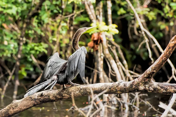 Ptak Anhinga Kostaryce — Zdjęcie stockowe