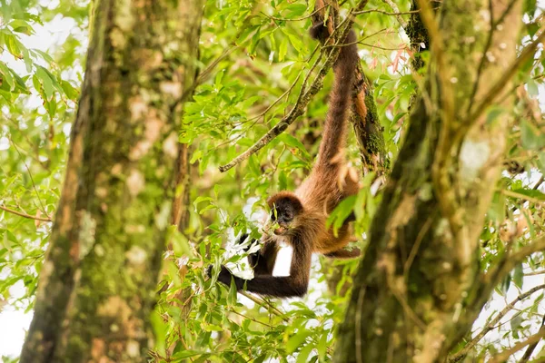 Spinnenaffen Costa Rica — Stockfoto