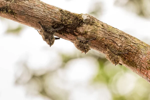 コスタリカでの長い鼻のコウモリ — ストック写真