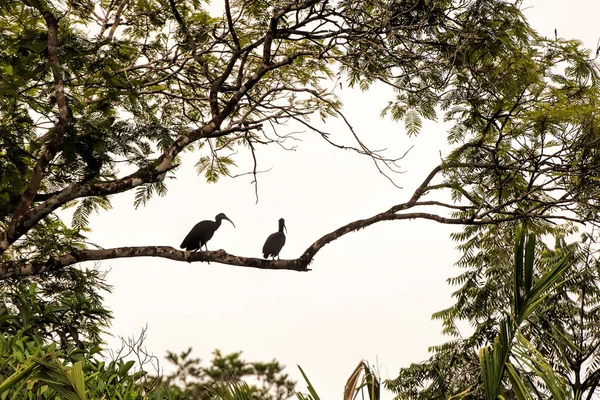 Glossy Ibis Costa Rica — Stock Photo, Image