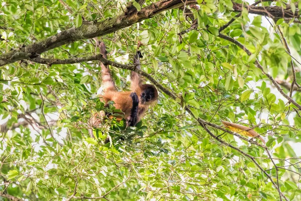 コスタリカのクモザルは — ストック写真