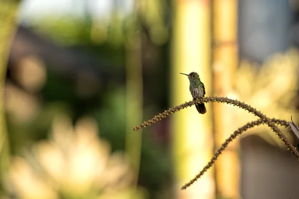 Colibri Costa Rica — Stock Photo, Image