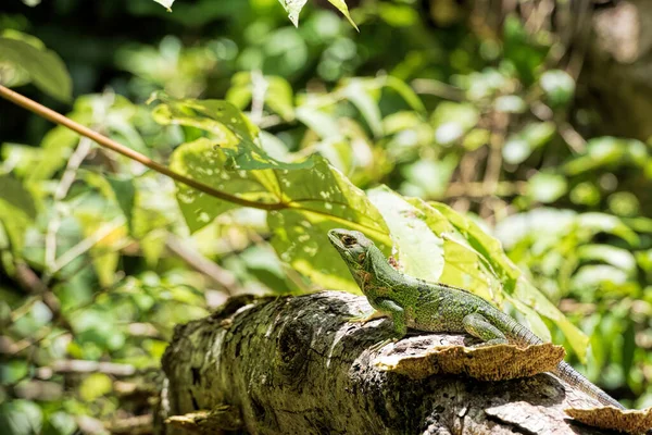 Zielona Iguana Kostaryce — Zdjęcie stockowe