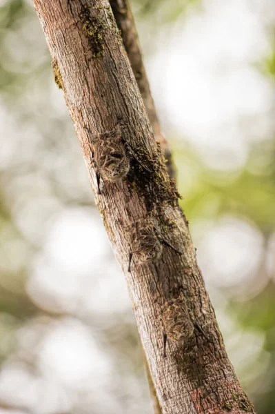 Morcego Nariz Longo Costa Rica — Fotografia de Stock
