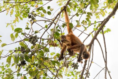Kosta Rika 'da örümcek maymun ve bebek