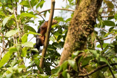variegated squirrel in Costa Rica