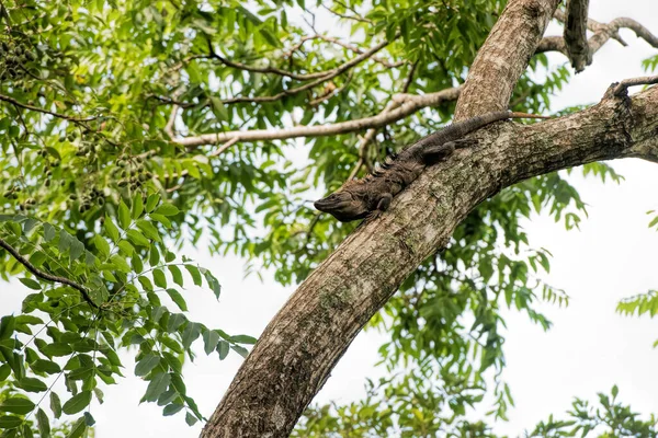 Fekete Ctenosaurus Costa Ricában — Stock Fotó