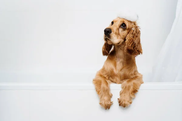 Cão lindo no banheiro — Fotografia de Stock