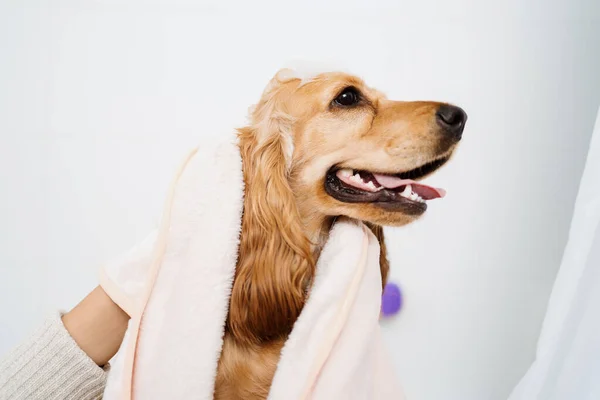 Mulher com um cão encantador tomando um banheiro — Fotografia de Stock