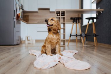 Mutfakta battaniyeye uzanmış bir köpek.