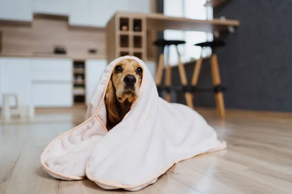 Pies pokryty kocem w domu — Zdjęcie stockowe