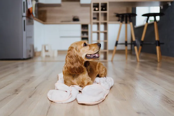 Mutfakta battaniyeye uzanmış bir köpek. — Stok fotoğraf