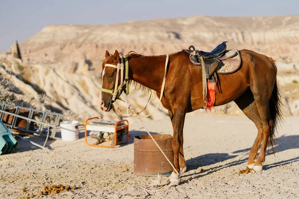 Pferderast in den Kappadokischen Bergen, Türkei — Stockfoto