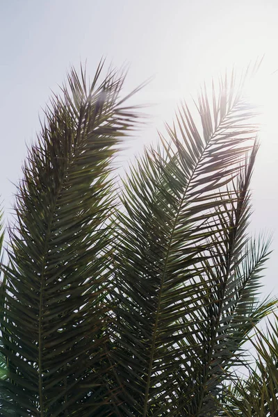 Mavi gökyüzüne karşı palmiye ağaçları, tropik kıyılarda palmiye ağaçları — Stok fotoğraf