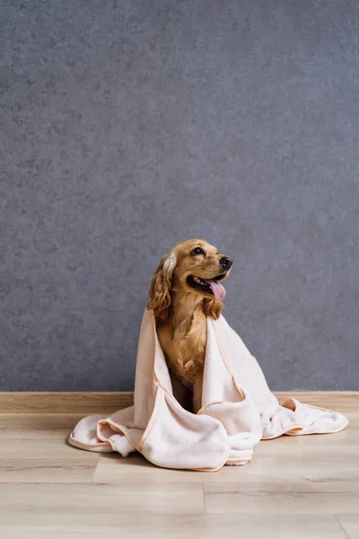 Σκύλος καλυμμένος με κουβέρτα στο σπίτι. — Φωτογραφία Αρχείου