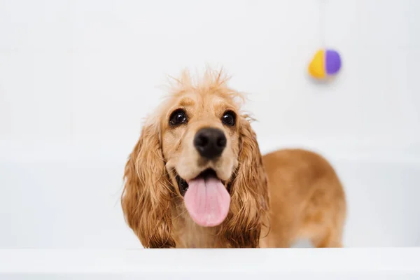 Cão lindo no banheiro — Fotografia de Stock