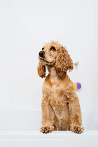 Cão lindo no banheiro — Fotografia de Stock