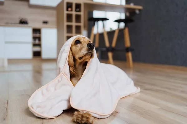 Собака, покрытая одеялом дома — стоковое фото