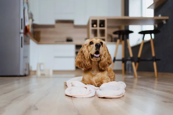 Cão deitado em um cobertor em casa na cozinha — Fotografia de Stock