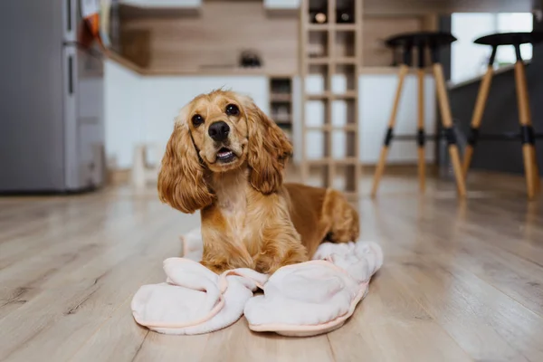 Mutfakta battaniyeye uzanmış bir köpek. — Stok fotoğraf