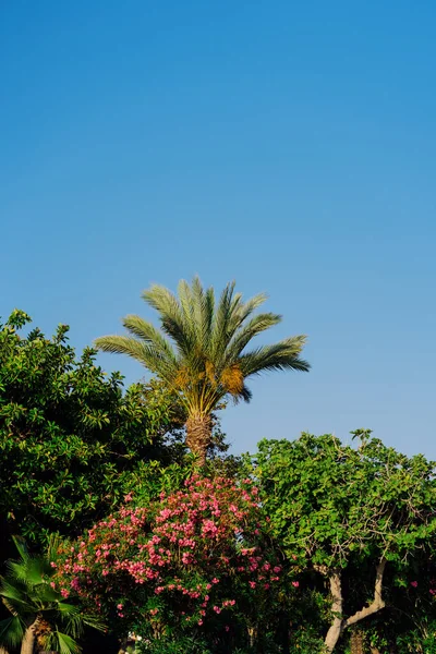 Gökyüzü arka planında yeşillik, farklı ağaç türleri — Stok fotoğraf