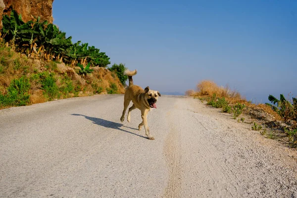 Ο σκύλος τρέχει μια ηλιόλουστη μέρα — Φωτογραφία Αρχείου