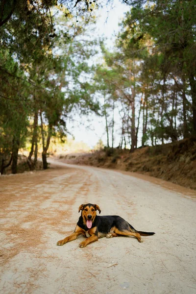 Σκύλος απολαμβάνει μια καλοκαιρινή μέρα στη φύση — Φωτογραφία Αρχείου
