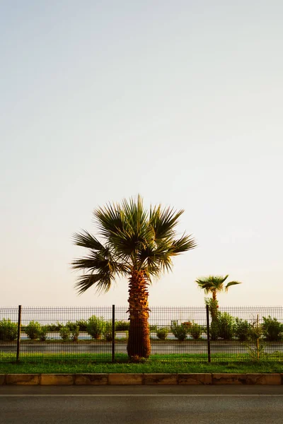 Yolun kenarında bir palmiye ağacı açık arkaplanda. — Stok fotoğraf