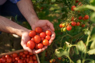 Küçük kırmızı domatesleri tutan adam elleri
