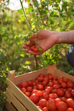 Küçük kırmızı domatesleri tutan adam elleri