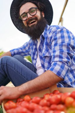 Taze çivili domateslerle oturan kendinden emin çiftçi.