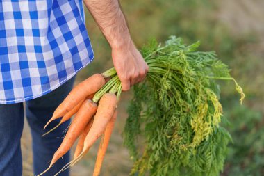 Bahçeden bir avuç havucu tutan bir el.