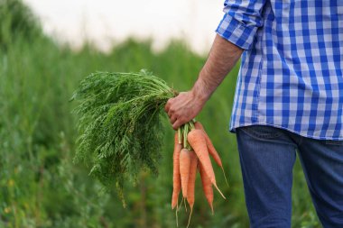 Bahçeden bir avuç havucu tutan bir el.