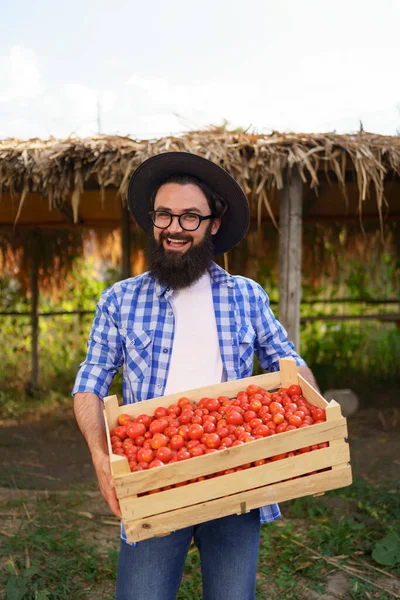 Portret rolnika ze świeżo zebranymi pomidorami — Zdjęcie stockowe