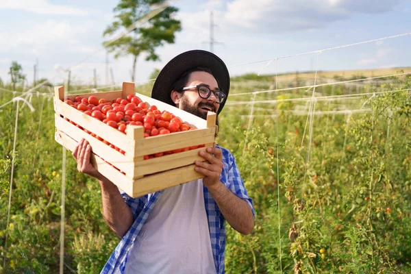 Портрет фермера со свежими помидорами — стоковое фото