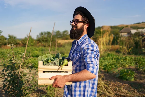 Rolnik trzyma pudełko warzyw. Jesienne zbiory. — Zdjęcie stockowe