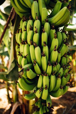 Olgunlaşmamış yeşil muzlar yapraklarla çerçevelenmiş.