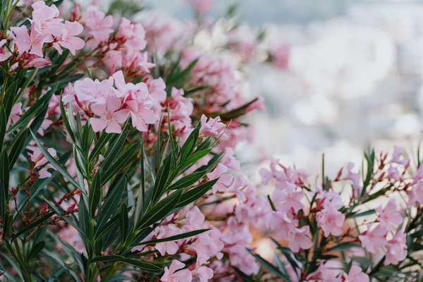 Pink flowers with green lives on city outdoor background.