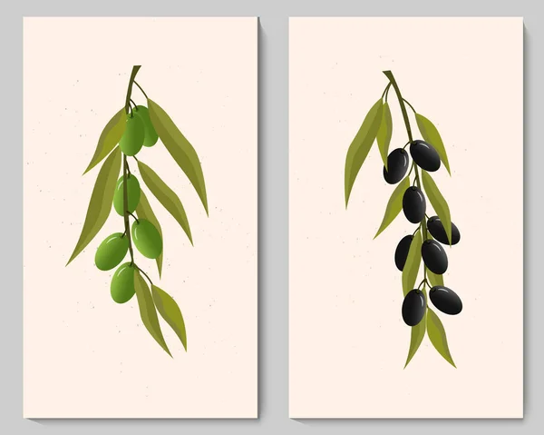 Plantilla de dos carteles con ramas de olivo verde y negro. Ilustración vectorial. — Vector de stock